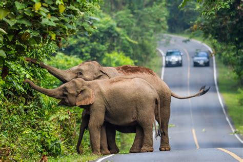 10 Most Remarkable Animals in Thailand (with Photos) - WildlifeTrip