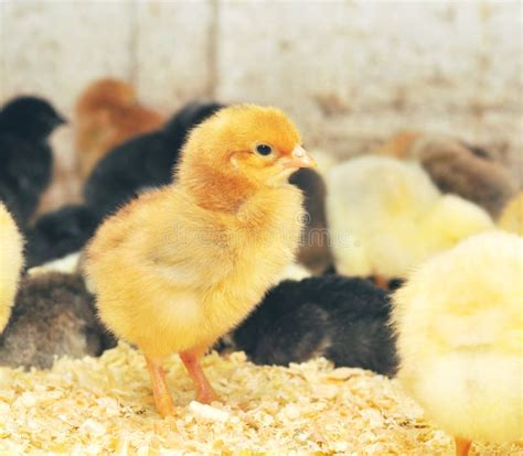 Group of Baby Chicks on Chicken Farm Stock Image - Image of chicken ...