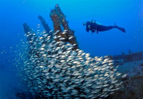 Shipwreck Ecosystems Teem With Life, From Microbes to Sharks - Atlas ...