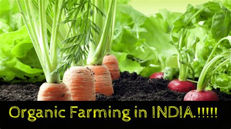 Organic farming in india is increasing day by day why!!