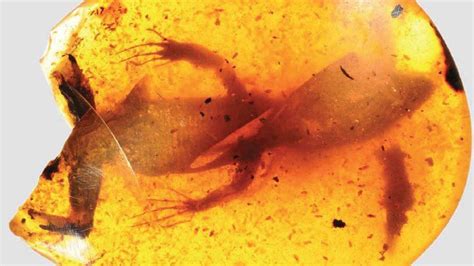 Amber-trapped lizard fossils reveal 'lost world' - BBC News