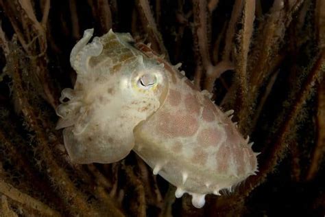 Cuttlefish Animal Facts | Sepiida | AZ Animals