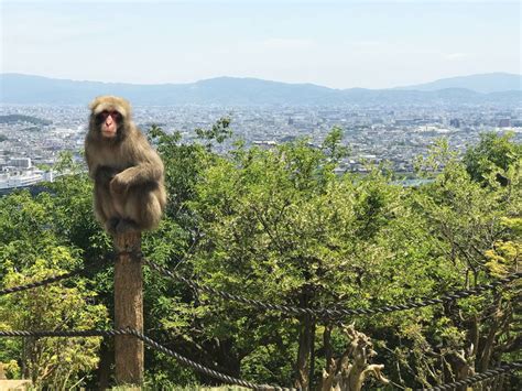 Monkey Park Iwatayama: Getting up close and personal with monkeys in Japan