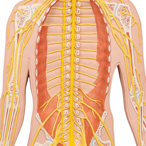 Anatomical Teaching Model | Plastic Nervous System Model