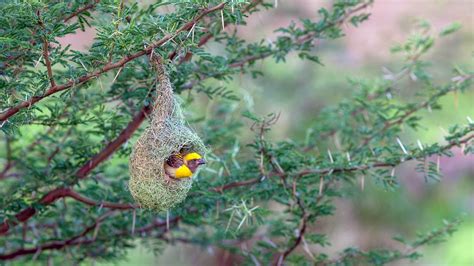 Baya weaver in its nest Pune Maharashtra India ( Samyak Kaninde/Alamy ...