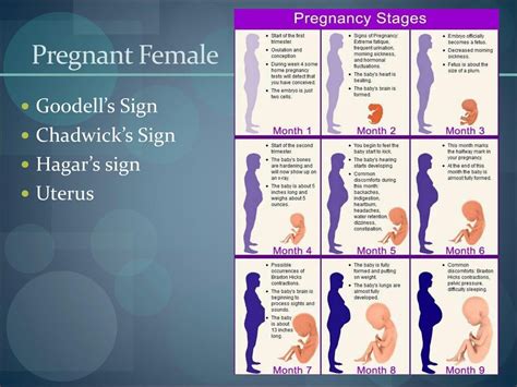 Chadwick Sign In Pregnancy : If a mother is breastfeeding ...