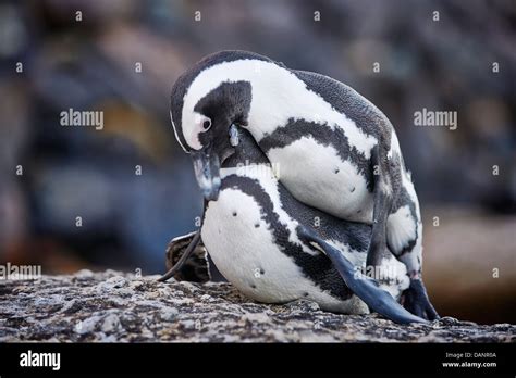 couple of African Penguin mating, Spheniscus demersus, Boulders Beach ...