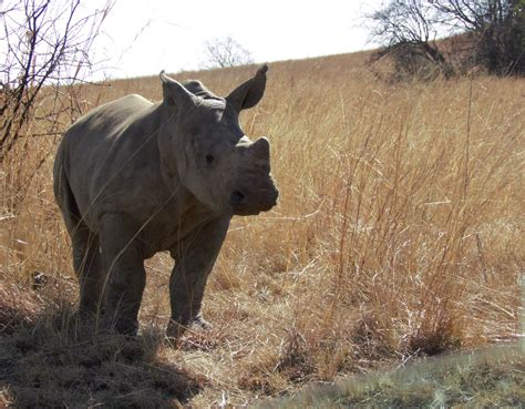 Baby Rhino at the foot of a hill ( Renoster kalfie ) | Flickr