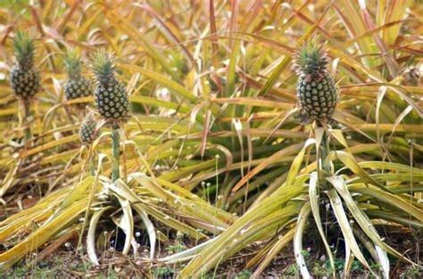 100+ Pineapple Plantation Maui Hawaii Stock Photos, Pictures & Royalty ...