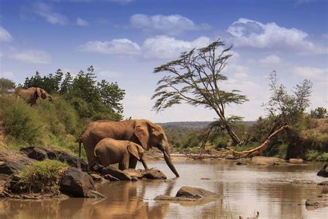 Samburu National Reserve - Shadows Of Africa