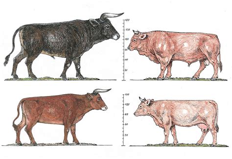 Cattle Domestication: from Aurochs to Cow - Fifteen Eighty Four ...