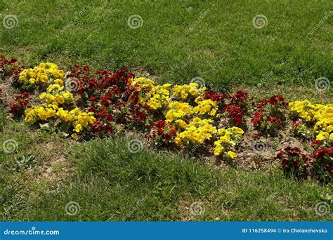 Red and yellow flowers stock photo. Image of background - 116258494