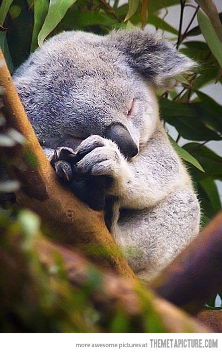 Sleeping Baby Koala | Cute baby animals, Animals wild, Cute little animals