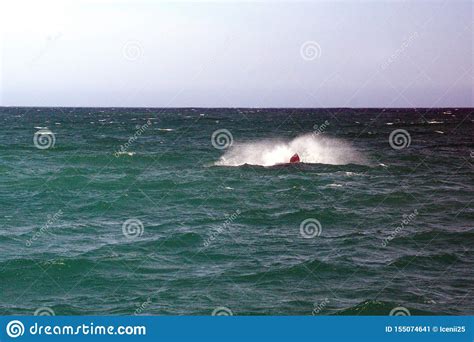 Southern Right Whale Breaching in South Africa Stock Image - Image of ...