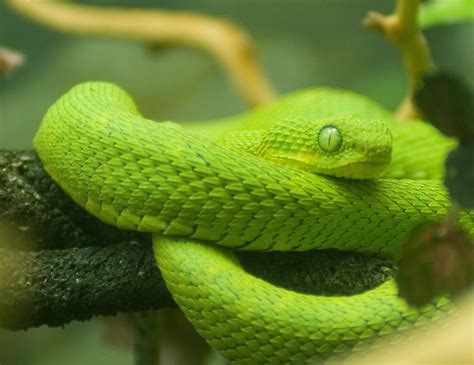 Desktop HD Wallpapers Free Downloads: African Green Bush Viper Wallpapers