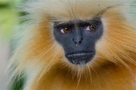 Golden Langur - Spesies Monyet Paling "Handsome" di Dunia | Iluminasi