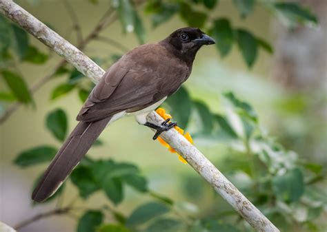 Brown Jay | Belize | Best Bird Photography