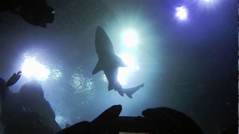 Denver Aquarium Shark dive video 2 - YouTube