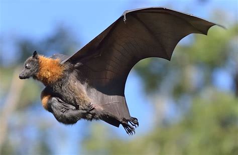 Flying Fox with Baby on board | Fox bat, Animals, Baby bats