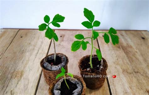 When To Transplant Tomato Seedlings | Explain Everything - Tomato HQ