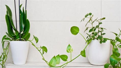 11 Feng Shui Bathroom Plants For Positivity, Health + Wealth