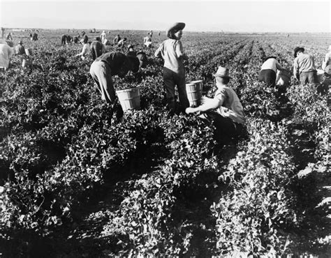 Pea Pickers 1939 Na Field Of Migrant Workers Picking Peas On A Farm ...