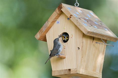 Attract Birds with Shelter Right in Your Backyard