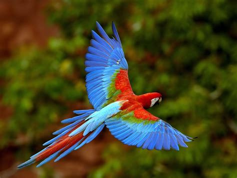 Wildlife of the World: Beautiful Parrot Wallpapers 2012