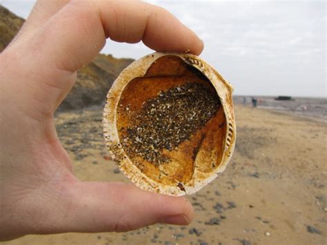 Walton-on-the-Naze (Essex) | Discovering Fossils