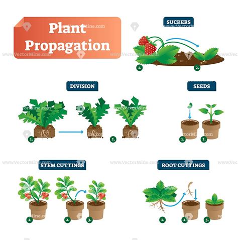 Kinds Of Plants Propagation - Garden Plant