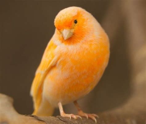 Domestic canary - Google Search | Best pet birds, Pet birds, Pets