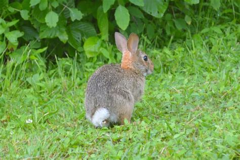 Rabbit Tail Anatomy, Function, Facts & FAQs (With Pictures)