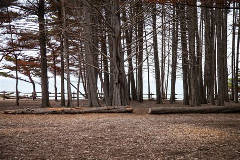 Grove of Autumn Trees With Sea in the Background · Free Stock Photo