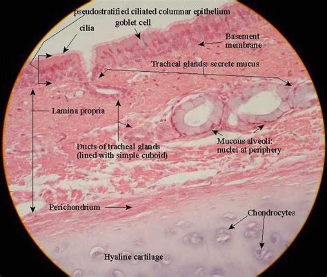 hylaine cartilage | Physiology, Medicine studies, Medical school studying