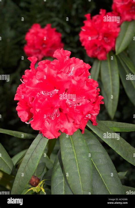 Red Rhododendron Bush Stock Photo - Alamy