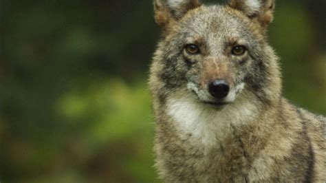 Meet the Coywolf: A New Hybrid Carnivore Roams the City | MetroFocus ...