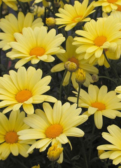 7 Pictures of yellow daisies ideas | yellow daisies, planting flowers ...