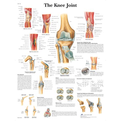 3B Scientific The Knee Joint Chart - English