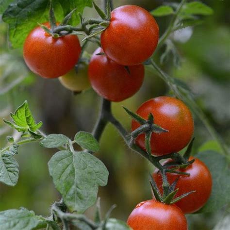 Solanum lycopersicum 'Sweetheart Of The Patio' | Tomato | Ebert's ...