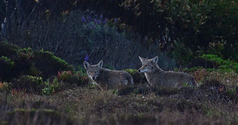 3rd coyote identified in recent resident attacks ‘eliminated ...