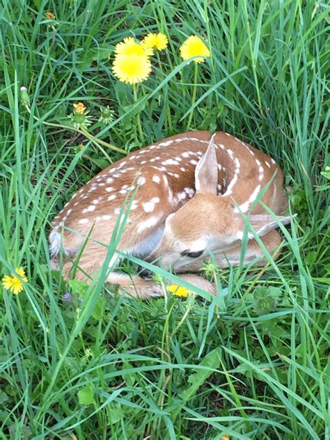 Sleeping Fawn | Nature Up North