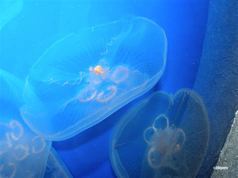 070121_43_SFAqJellyfish | Pier 39 Aquarium at Fisherman's Wh… | Flickr