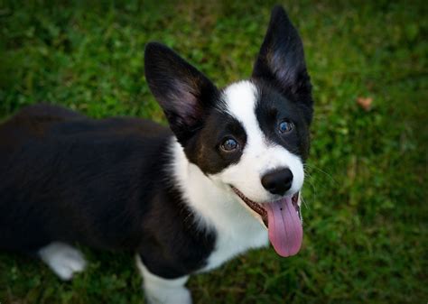 Cardigan Welsh Corgi named Breslyn (black and white - 3 months ...