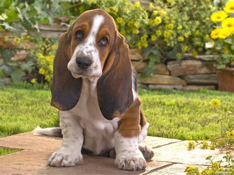 Basset Hound Wallpapers - Wallpaper Cave