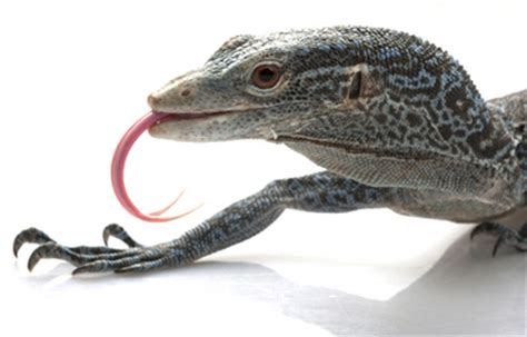 Types of Pet Monitor Lizards