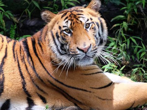 Native Animals of Indonesia - Taman Safari Bali