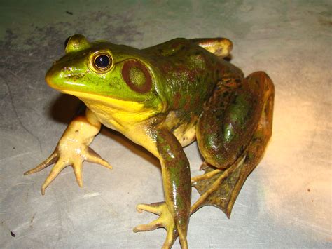 Pig Frog - Lithobates grylio | Amphibians and Reptiles of Louisiana