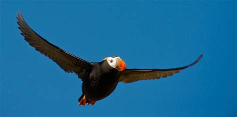 Seabirds recolonize Attu Island amid toxic WWII battlefield remnants