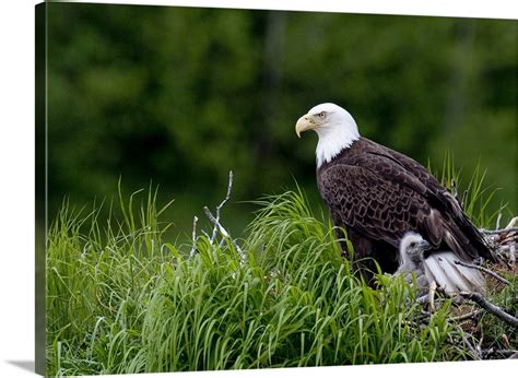 Bald Eagle nesting with her chick Kukak Bay Katmai National Park Wall ...