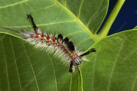 Western tussock moth caterpillar - Stock Image - Z355/1731 - Science ...